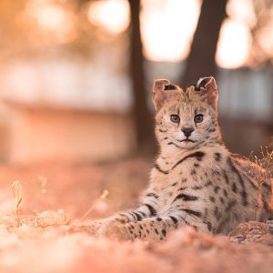 TGR-001_closeup-shot-wild-cat-laying-ground-with-its-ears-up