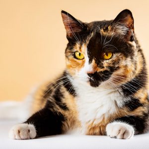 CAT-003_stock-photography-cat-lying-down-resting