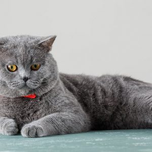 CAT-004_gray-cat-relaxing