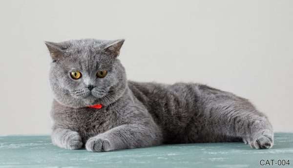 CAT-004_gray-cat-relaxing