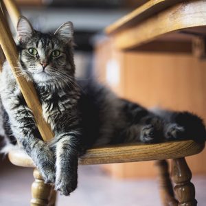 CAT-005_selective-focus-closeup-shot-gray-furry-tabby-cat-sitting-wooden-chair