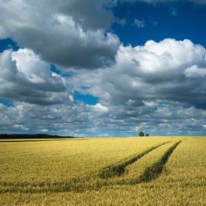 GRS-004_tractor-traces-wheat-field-rural-area-cloudy-sky