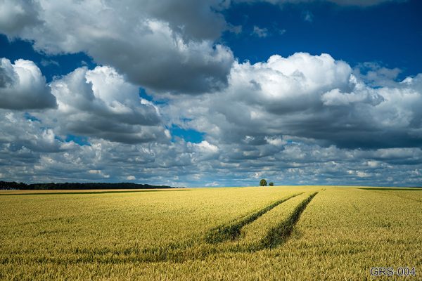 GRS-004_tractor-traces-wheat-field-rural-area-cloudy-sky