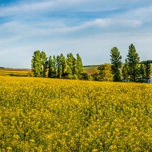 GRS-005_big-panoramic-view-rapeseed-field-pond-nearby