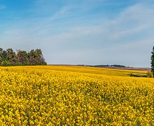 GRS-006_panoramic-view-big-yellow-rapeseed-field-with-blue-sky-near-pond