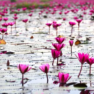 LTS-001_lake-water-lily-udonthani-thailand