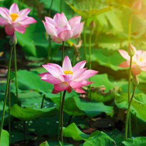 LTS--002_beautiful-pink-lotus-flower-blooming