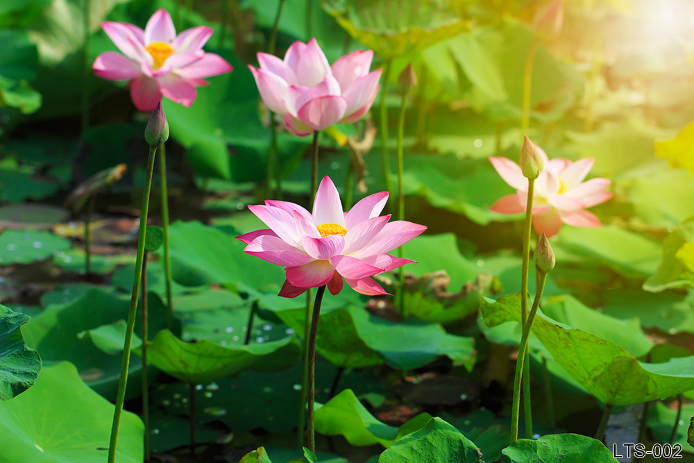 LTS--002_beautiful-pink-lotus-flower-blooming