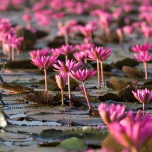 LTS-003_closeup-lotus-flower-blossom-field