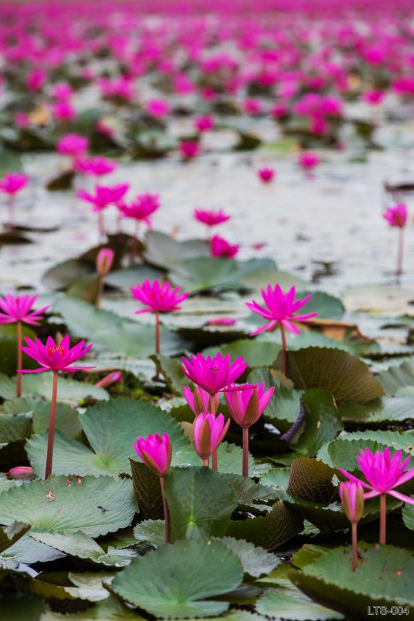 LTS-004_sea-red-lotus-marsh-red-lotus-sea-red-lotus-thailand