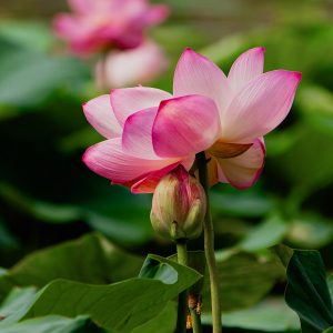 LTS-005-waterlily-lotus-flower-summer-pond