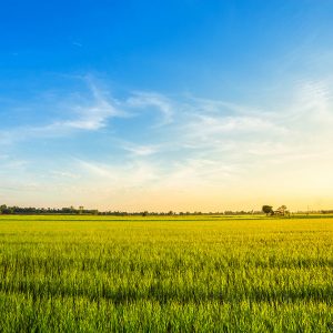 RCF-006_beautiful-green-cornfield-with-sunset-sky-background