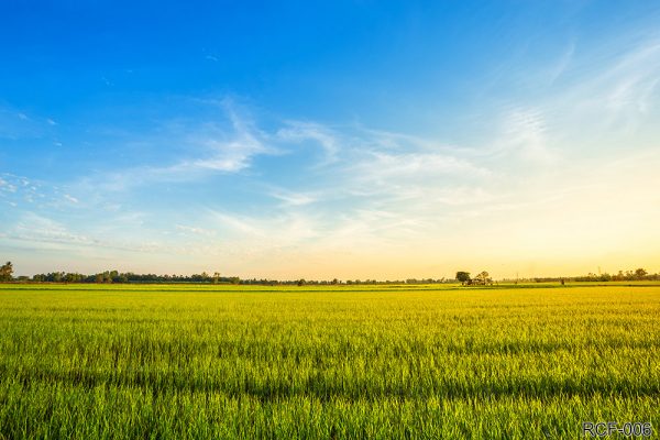 RCF-006_beautiful-green-cornfield-with-sunset-sky-background