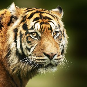 TGR-002_selective-focus-shot-bengal-tiger-face