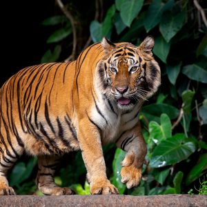 TGR-005_beautiful-sumatran-tiger-prowl