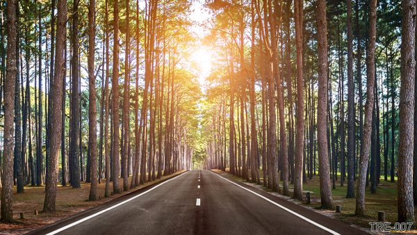 TRE-007_long-straight-road-forest