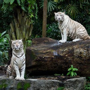 TRG-004_white-bengal-tigers-jungle