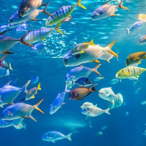 UDS-003_school-sea-fish-are-swimming-water-surface