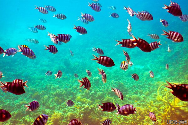UDS-004_tropical-fishes-coral-reef-area (1)