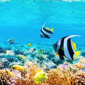 UDS-005_beautifiul-underwater-panoramic-view-with-tropical-fish-coral-reefs