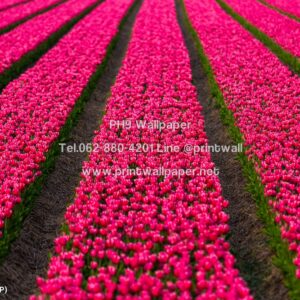 TLP-006_วอลเปเปอร์ติดผนังภาพดอกทิวลิป