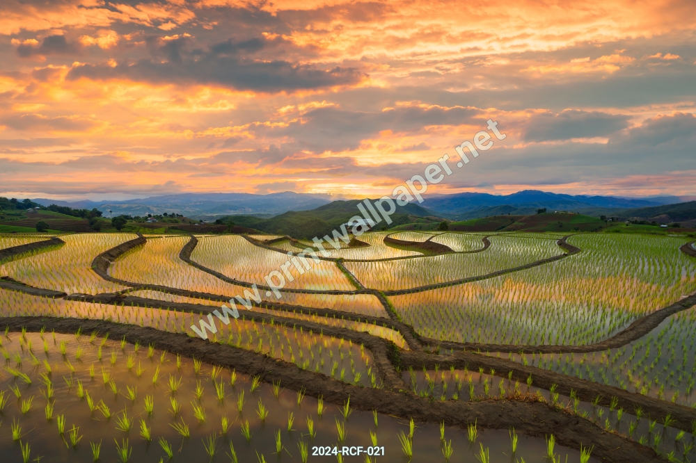 ภาพวิวท้องนา ทุ่งนา ท้องทุ่ง