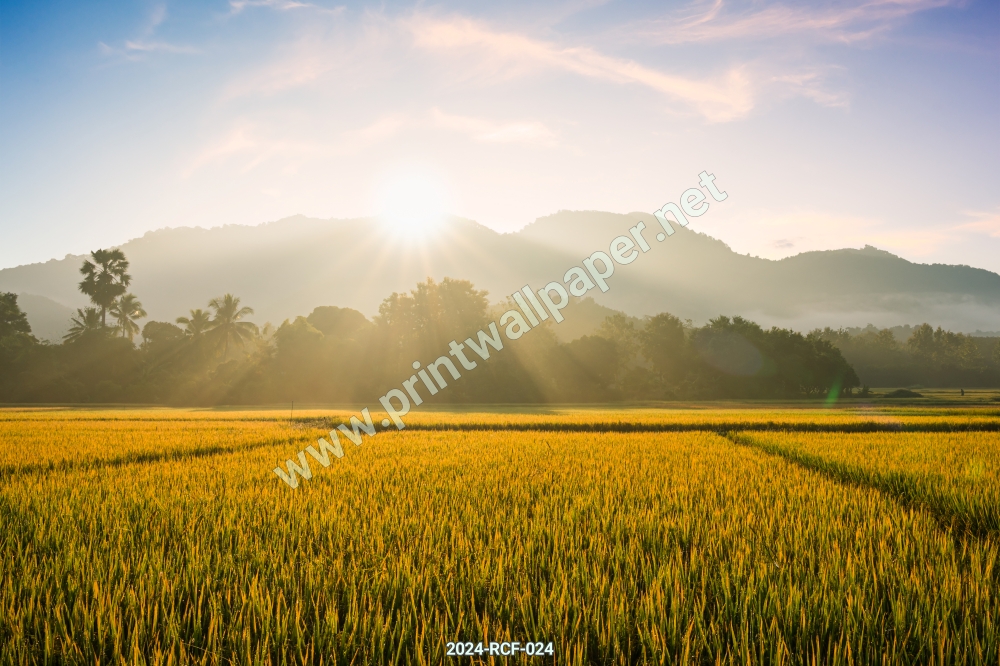 ภาพวิวท้องทุ่ง ทุ่งนา ท้องทุ่ง
