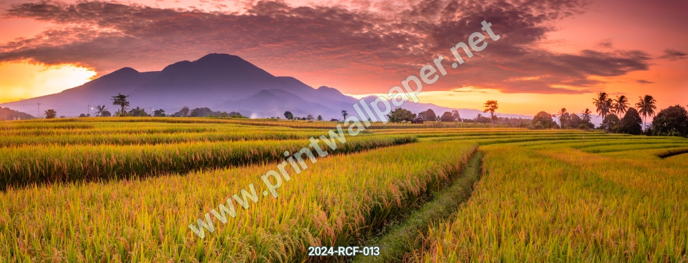 04-2024-RCF-013 ภาพวิวท้องนา ท้องทุ่ง ทุ่งนา