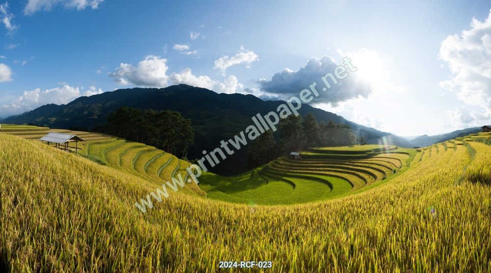 05-2024-RCF-023 ภาพวิวทุ่งนา นาข้าว ท้องทุ่ง